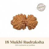 Nepal Origin 18 Mukhi Rudraksha - 17mm to 22mm