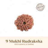 Nepal Origin 9 Mukhi Rudraksha - 17mm to 22mm