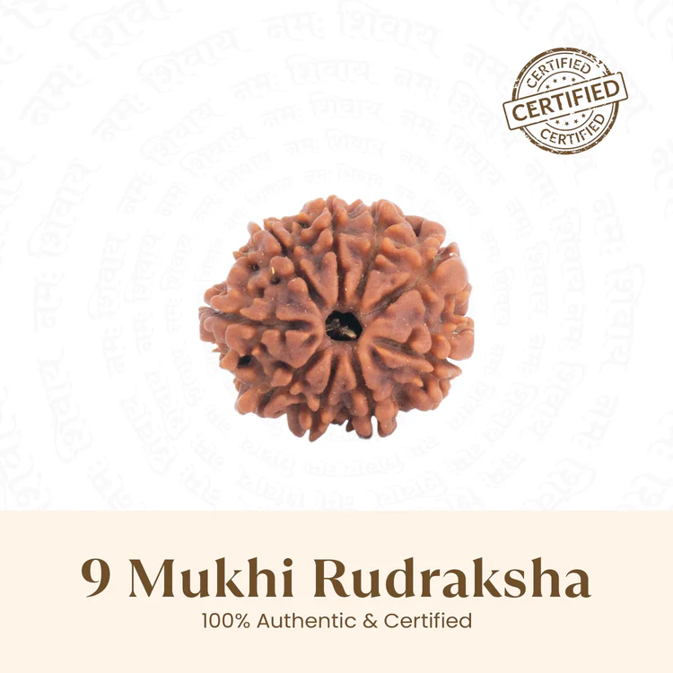Nepal Origin 9 Mukhi Rudraksha - 17mm to 22mm