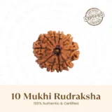 Nepal Origin 10 Mukhi Rudraksha – 17mm to 22mm