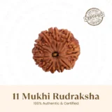 Nepal Origin 11 Mukhi Rudraksha - 17mm to 22mm