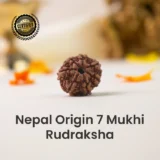 Nepal Origin 7 Mukhi Rudraksha - 17mm to 22mm
